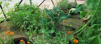 How to protect garden pots during winters? Guilds For The Small Scale Home Garden The Permaculture Research Institute