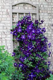 Check spelling or type a new query. 5 Simple Tips For Growing Clematis House Of Hawthornes