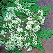 Image result for Cycnium jamesii