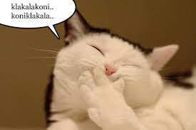Lawak+gila+malaysia gambar lawak komen fb my personnal blog. Detail Gambar Kucing Lawak Kelakar Lucu Pelik Info Kucing