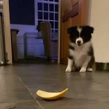 Like many herding breeds, the border collie's breed origins can be traced back to scotland. Belberanventure Border Collie Puppy For Sale Near Me