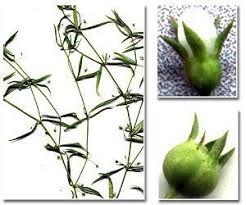 Image result for Oldenlandia hockii