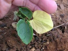 オクラに追肥 枯れそうになったオクラが復活しました 野菜と果樹農家の栽培日記 楽天ブログ