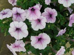 Petunia Flower Hindi Name Best Flower Wallpaper