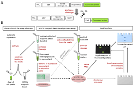 Proteases zijn de enzymen die peptide binding binden in eiwitten; Use Of Recombinant Fusion Proteins In A Fluorescent Protease Assay Platform And Their In Gel Renaturation Protocol Translated To German