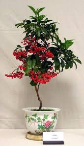 How To Grow A Coffee Plant In Pot Potted Trees Plants Coffee Plant