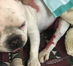 Healthy, purebred french bulldog puppies directly from ethical breeders. Hawk Attacks Nj Bulldog In Front Yard
