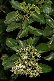 Image result for Nuxia congesta