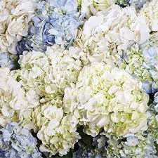 They have the biggest cooler and if it isn't stocked regularly, they will order anything you can dream up as long as it's available. Assorted Hydrangeas Costco Flowers Hydrangea Wedding Flowers