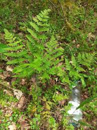 Image result for Dryopteris athamantica