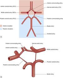 Image result for Posterior Circulation
