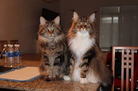 Stormytown Maine Coons Maine Coon Breeder Reviews Maine Coon Fancy Cat Forums
