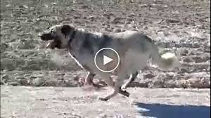 Kangaltv Adli Kullanicinin Kangal Dogs And Woman Kangal Kopegi Ve Kadin Panosundaki Pin Kangal Kopegi Kopek Akbas