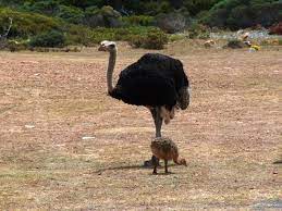 In the same way a bullet doesn't do you any good on its own, a spell must be loaded into a wand for you. Ostrich Wiktionary
