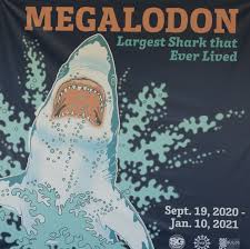 The watch movie free online. Megalodon And More At Florida Museum Of Natural History In Gainesville Visit Natural North Florida