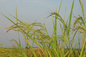 Image result for Oryza barthii