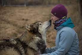 Why Do Dogs Love Us Geneticists Hunt For Dna Clues The Verge