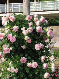 Eden Rose 3 Beautiful Flowers Blossom Garden Amazing Flowers