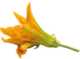 You can also eat the male blossoms or the female blossoms remaining on the ends of young zucchinis. Ver F5 Cou015 Organic Zucchini Flowers At Reichelt Elektronik