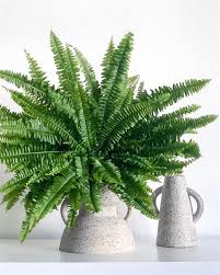 We did not find results for: Boston Fern Plant Nephrolepis Exaltata Care And Growing Guide Balcony Decoration Eco Friendly Garden Ideas