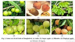 Bangladesh is the motherland of fruits. Some Rare Local Fruits Of Bangladesh A Amla B Sugar Apple C Download Scientific Diagram