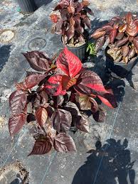 Image result for Acalypha allenii