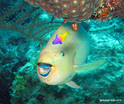 Check spelling or type a new query. Parrotfish Rolling Harbour Abaco