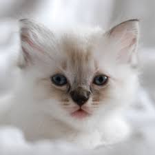Ragdoll Kitten 5 Weeks Favorite Want Need Look That Nose Precious Ragdoll Cat Ragdoll Cat Colors Kittens Cutest