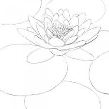 How To Draw A Lily Pad Drawing Factory Lilies Drawing Lily Pad Drawing Water Lily Drawing Learn how to draw a realistic water lily in this online art class by nolan clark.
