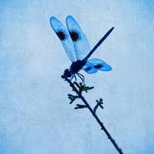 Black And Blue Dragonfly Blue Dragonfly Insect Silhouette Photography Print Nature Photography Available In Art Prints Or Ca With Images Dragonfly Wall Art White Canvas Art Silhouette Photography