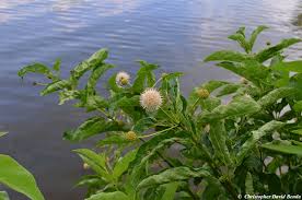 Image result for Cephalanthus