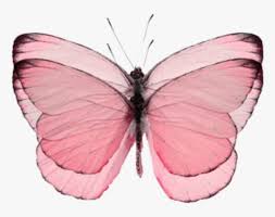In the large butterfly png gallery, all of the files can be used for commercial purpose. Pinkbutterfly Butterfly Butterflypink Pink Aesthetic Butterfly Backgrounds Hd Png Download Kindpng