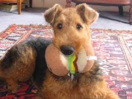 Both mother and father have wonderful temperament, good hip scores and can be seen. Airedale Terriers Most Hilarious Adorable Dogs Ever Scottish Terrier Puppy Cute Dogs Cutest Dog Ever