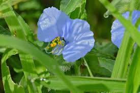 Image result for Commelina nigritana