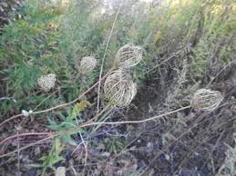 Image result for Daucus incognitus