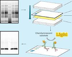 We did not find results for: Schematic Diagram Of A Typical Western Blot The Typical Western Blot Download Scientific Diagram