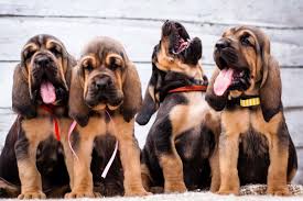 Complete list of akc recognized dog breeds. 17 Places To Find Bloodhound Puppies For Sale Best To Worst