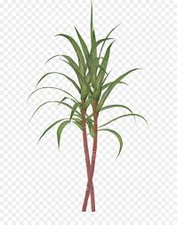 Psd files, png images, clipart, graphic, clothes, photoshop background, texture, brush, gradient, shape, action, font. Png Of Sugarcane Free Of Sugarcane Png Transparent Images 16064 Pngio