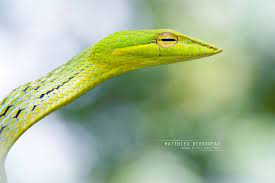 Oriental Vine Snake Ahaetulla Prasina Vine Snake Snake Vines
