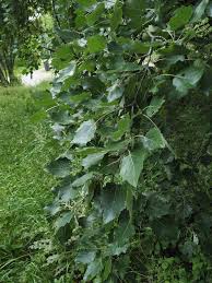 Image result for Populus ×  canescens