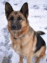 But, they sure do have some amazing characteristics that you must be aware of. Short Haired German Shepherds 101 All About Breeds