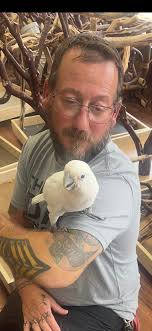 Canada Geese and goslings spotted in Pasadena, MD