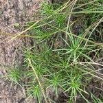 Image result for Felicia abyssinica