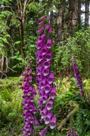 Pin On Foxgloves Digitalis