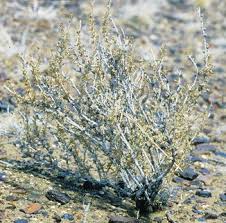 Image result for Aizoon virgatum