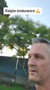 Kelpie Running 40mph