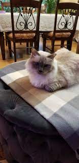 My Blue Angel Cats Animals Blue Angels