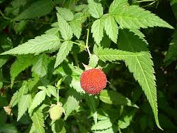 Image result for Rubus pinnatus