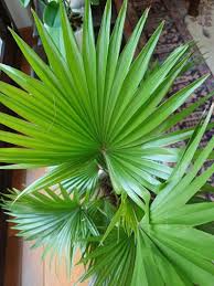 Image result for Livistona chinensis