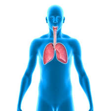 Thoracic trauma may present as an isolated rib fracture, a chest contusion, or a laceration; 517 Lungs Ribs Stock Photos Images Download Lungs Ribs Pictures On Depositphotos
